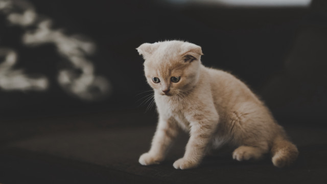 Small kitten couch sad eyes free wallpaper for desktop - medium preview image