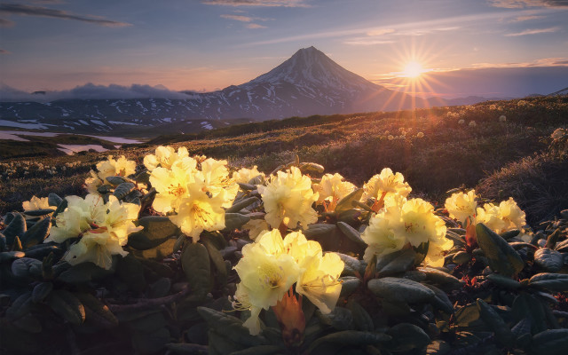Yellow flowers mountain sunset lake free wallpaper for desktop - medium preview image