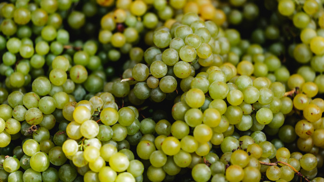 Green grapes christmas bokeh still free wallpaper for desktop - medium preview image