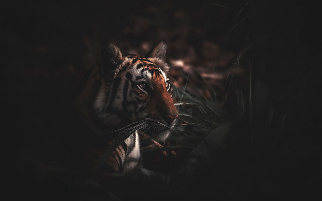 Tiger darkforest camera right open free wallpaper for desktop - medium preview image