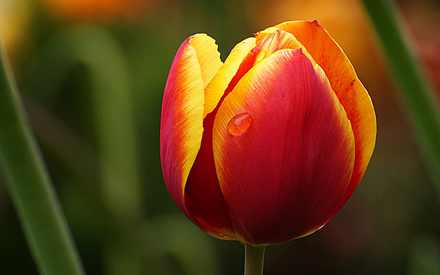 Red yellow flower water droplets #3 free wallpaper for desktop - medium preview image