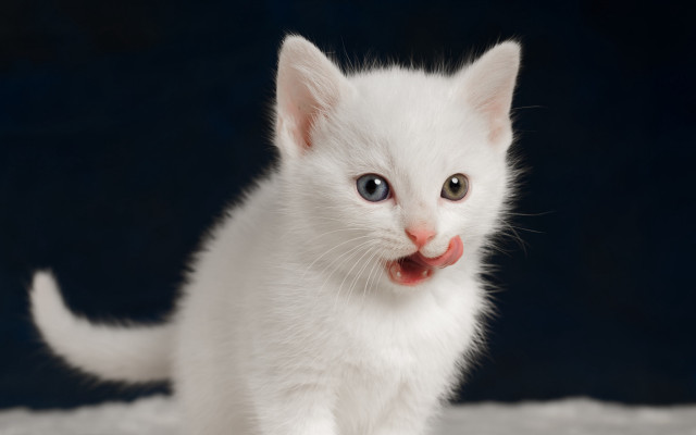 White kitten red nose blue free wallpaper for desktop - medium preview image