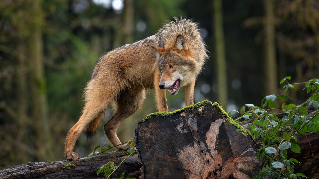Wolf log woods open mouth free wallpaper for desktop - medium preview image