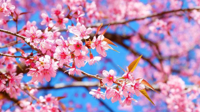 Pink flowers branch sakura sky free wallpaper for desktop - medium preview image