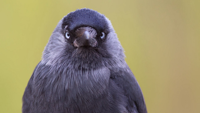 Black bird yellow background surreal free wallpaper for desktop - medium preview image
