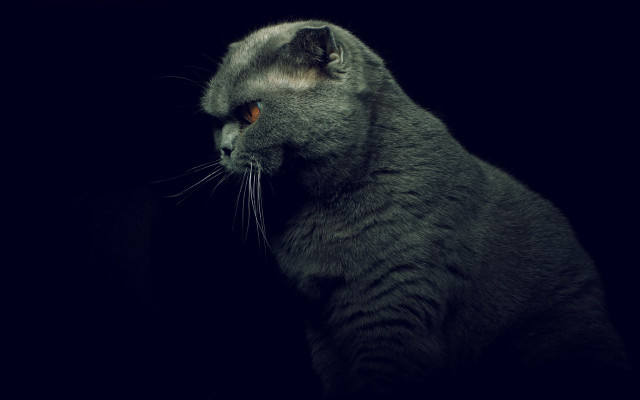 Cat upward artist photography monster free wallpaper for desktop - medium preview image