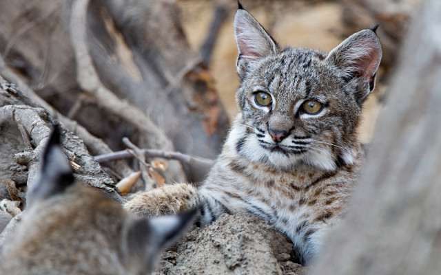 Cat branch ground blurry depth free wallpaper for desktop - medium preview image