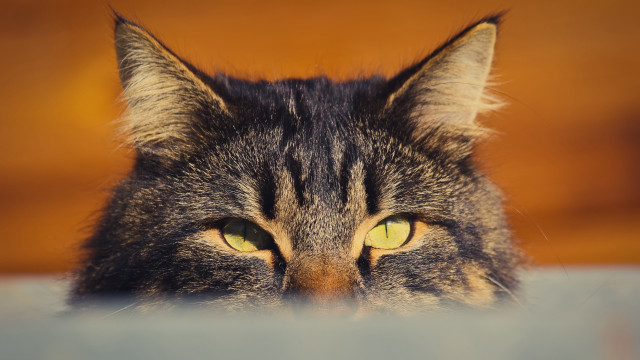 Cat yellow eyes over table free wallpaper for desktop - medium preview image