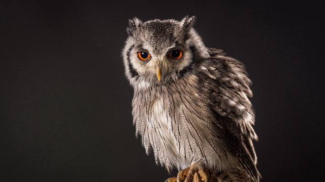 Small owl wooden branch yellow free wallpaper for desktop - medium preview image