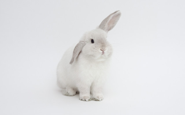 White rabbit gray nose beatrix free wallpaper for desktop - medium preview image