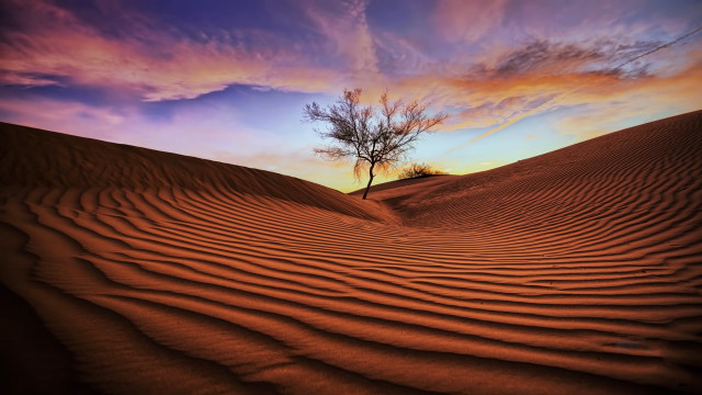 Lone tree desert sunset gradient free wallpaper for desktop - medium preview image