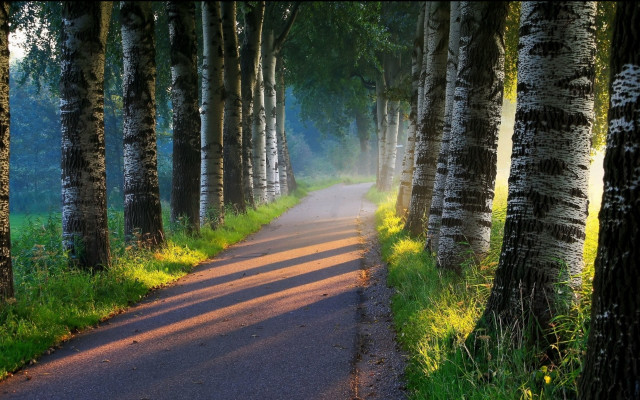 Forest road light rays bush free wallpaper for desktop - medium preview image