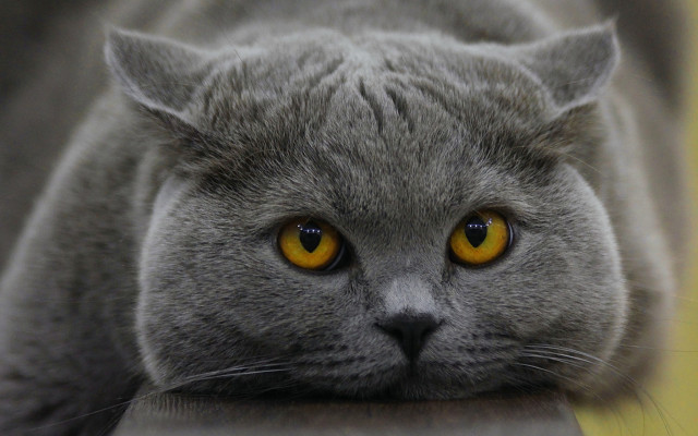 Gray cat yellow eyes serious #11 free wallpaper for desktop - medium preview image