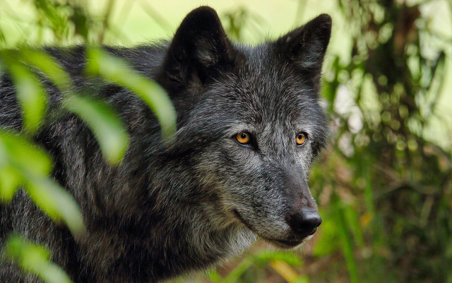 Wolf forest sun eyes nature free wallpaper for desktop - medium preview image