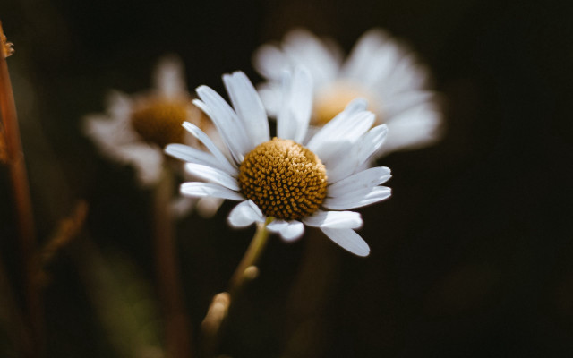 Flower closeup blurry background yellow free wallpaper for desktop - medium preview image