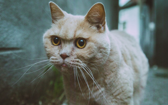 Cat white face whiskers futurism free wallpaper for desktop - medium preview image