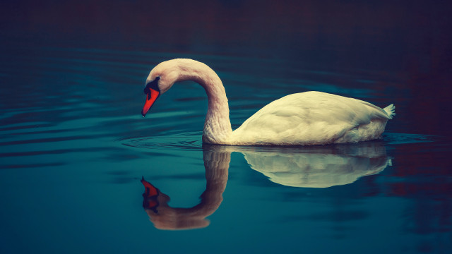 Swan reflection water ocean naturalism free wallpaper for desktop - medium preview image