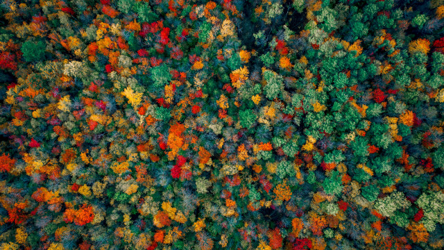 Colorful autumn forest microscopic field free wallpaper for desktop - medium preview image