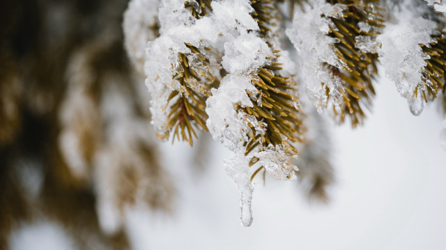 Pine tree branch snow ice free wallpaper for desktop - medium preview image