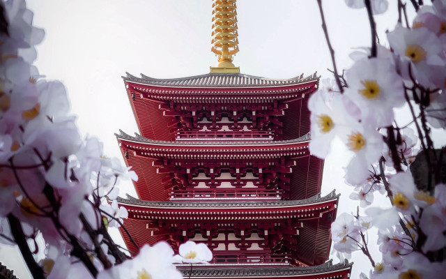 Tall red pagoda white flowers free wallpaper for desktop - medium preview image