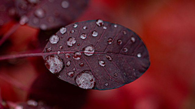 Red green leaf water droplets #2 free wallpaper for desktop - medium preview image