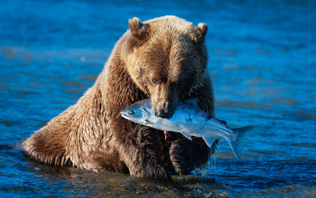 Bear fish water ecological wildlife #2 free wallpaper for desktop - medium preview image