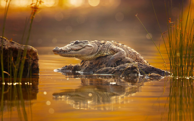 Alligator rock water smile art free wallpaper for desktop - medium preview image