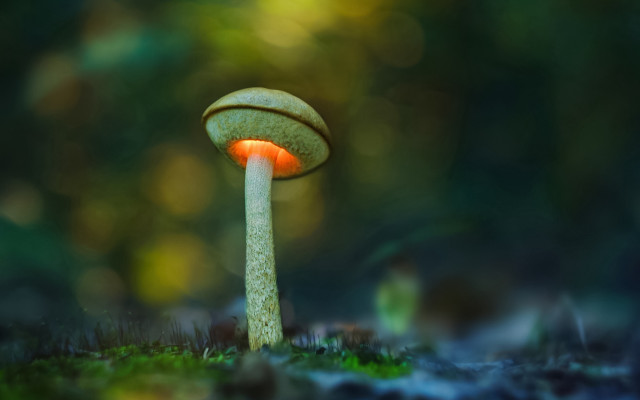 Glowing mushroom macro bokeh outdoors free wallpaper for desktop - medium preview image