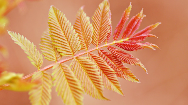 Leaf palm autumn sunset twilight free wallpaper for desktop - medium preview image