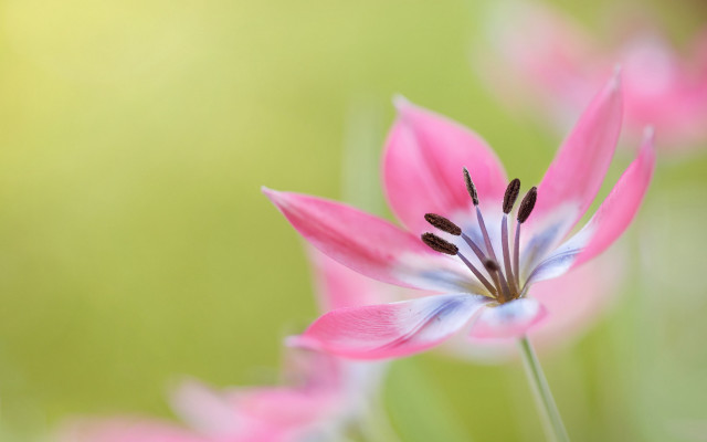Pink flower butterfly macro depth #2 free wallpaper for desktop - medium preview image