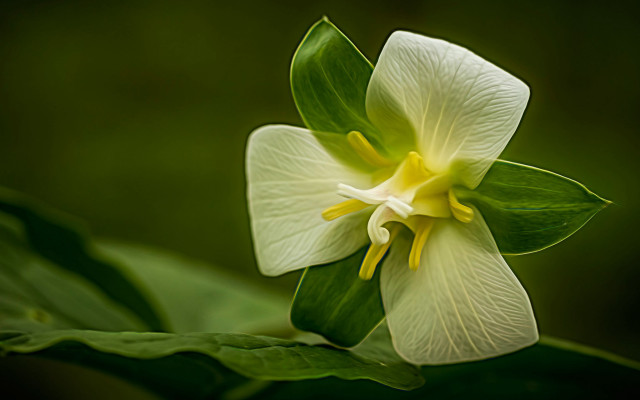 White flower green leaves fairy free wallpaper for desktop - medium preview image