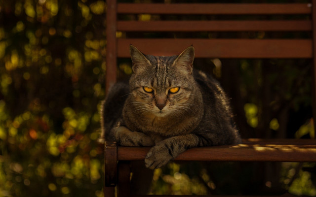 Cat christmas forest yellow eyes free wallpaper for desktop - medium preview image