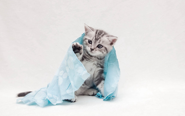 Kitten playing blue bag white free wallpaper for desktop - medium preview image