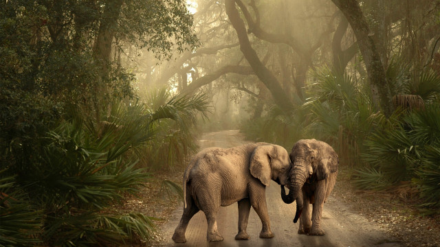 Two elephants walking forest foggy free wallpaper for desktop - medium preview image