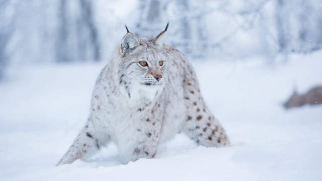 Lynx snowy forest motion blur #2 free wallpaper for desktop - medium preview image