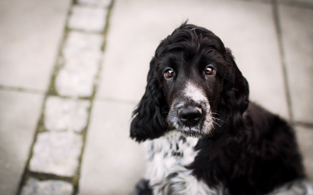 Black and white dog sad free wallpaper for desktop - medium preview image