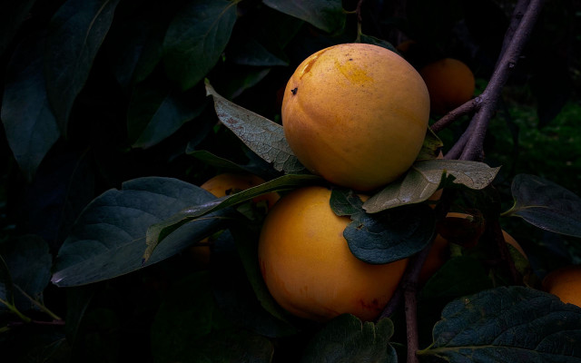 Oranges branch leaves ripe photorealistic free wallpaper for desktop - medium preview image
