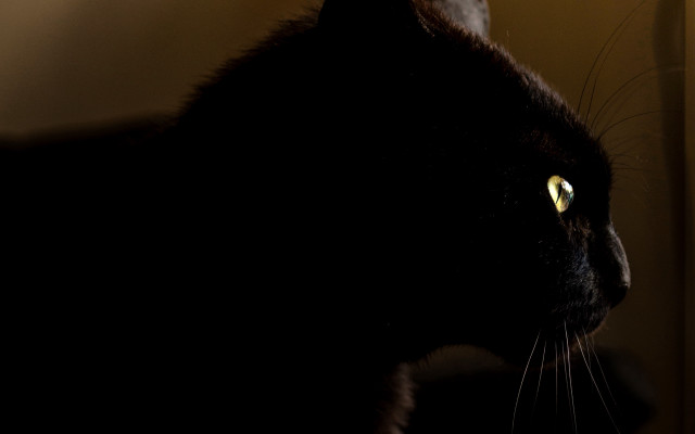 Black cat yellow eyes anamorphic free wallpaper for desktop - medium preview image