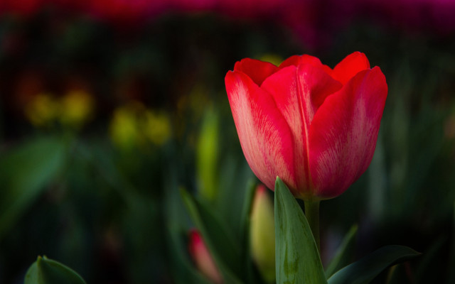 Red tulip macro field bokeh free wallpaper for desktop - medium preview image