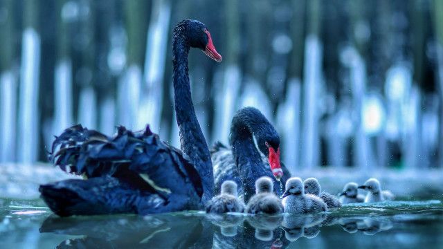 Mother swan babies pond reeds free wallpaper for desktop - medium preview image