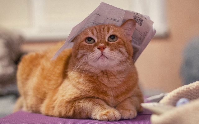 Cat paper bed stuffed animal free wallpaper for desktop - medium preview image