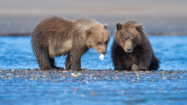 Bears lake fish shore outdoors free wallpaper for desktop - medium preview image