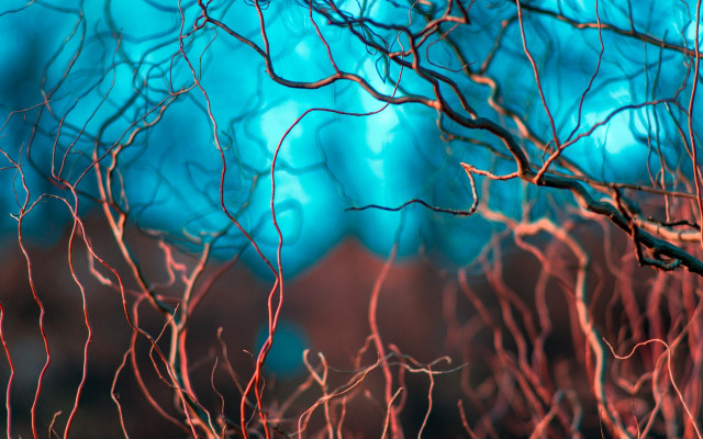 Red branch blue sky blurry free wallpaper for desktop - medium preview image