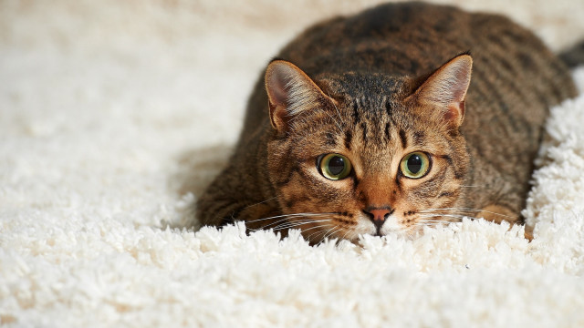 Curious cat white carpet focus free wallpaper for desktop - medium preview image