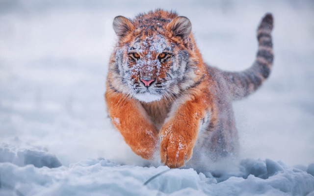Tiger running snow wild impressionist #2 free wallpaper for desktop - medium preview image