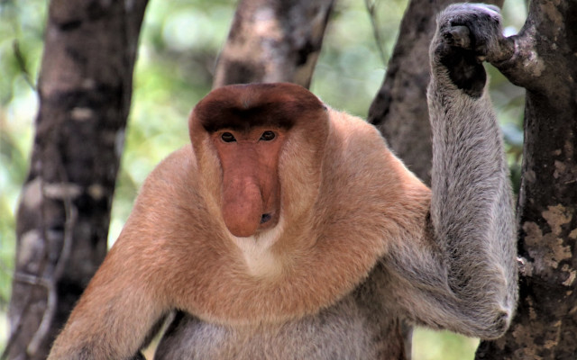 Brown monkey tree reach out free wallpaper for desktop - medium preview image