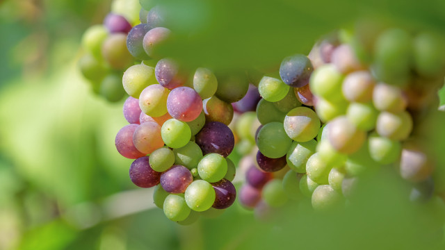 Grapes forest macro vibrant bokeh free wallpaper for desktop - medium preview image