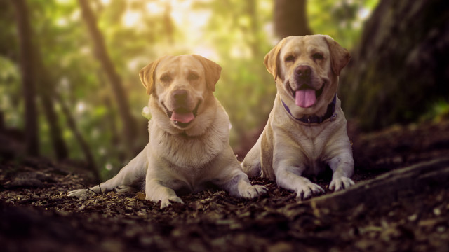 Dogs lying in woods tongue free wallpaper for desktop - medium preview image