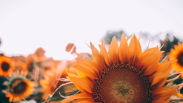 Large sunflower sunset autumn fireworks free wallpaper for desktop - medium preview image