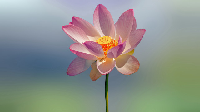 Pink flower yellow center blue #3 free wallpaper for desktop - medium preview image